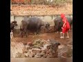 HAI BRA ANARI RABBA ISKO SAMJHANA DESI 9995548401
