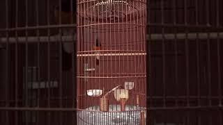 Download lagu VARIASI MURAI BATU GACOR FULL ISIAN KASAR PANJANG MEWAH #muraibatu #muraibatugacor #shorts mp3 Download lagu VARIASI MURAI BATU GACOR FULL ISIAN KASAR PANJANG MEWAH #muraibatu #muraibatugacor #shorts mp3