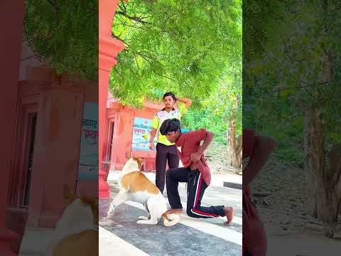 Dog Performs Amazing Flip🐶🤸‍♂️ #DogFlip #DogTrick #AgilityDog #FunnyDogs #DogLovers #Pets