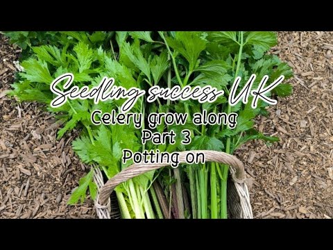 UK Celery from Seed: Potting On for Permaculture Success