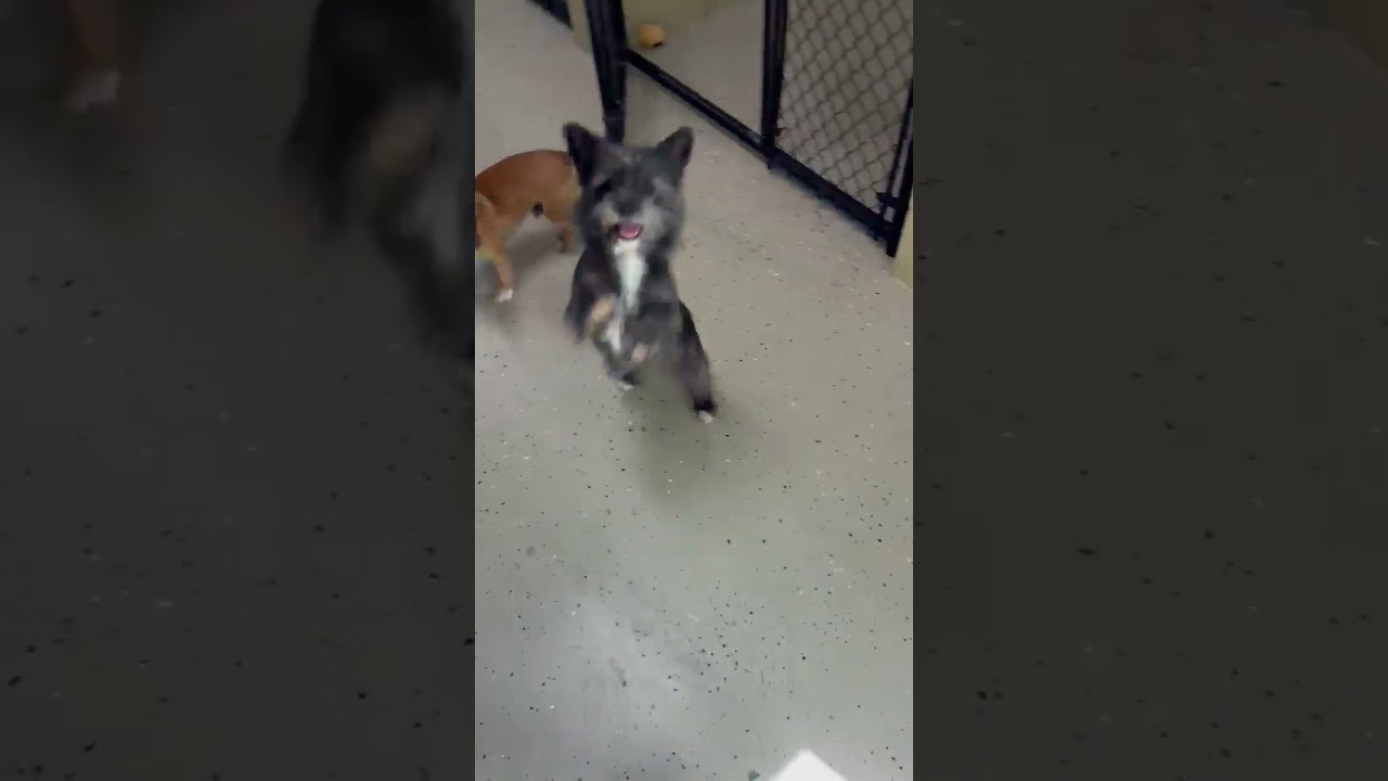 Enlarge Duke, an adopted Cairn Terrier in Mount Sterling, KY video 5/5