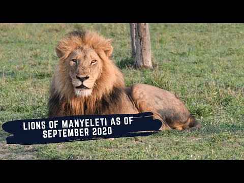 Lion Dynamics in Manyeleti Game Reserve as of September 2020