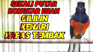 Download lagu PANCINGAN LANGSUNG NYAUT DENGAN MURAI BATU ISIAN KENARI,CILILIN,KATEM,SEKETIKA EMOSI BONGKAR ISIAN mp3