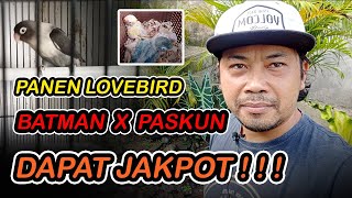 Download lagu HARVESTING BATMAN X PASTEL YELLOW LOVEBIRD CHICKENS, GETTING THE JACKPOT... #lovebirds #lovebirdh... mp3