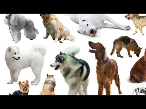 A brief history of dogs😲🤯