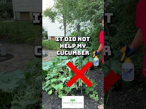My Cucumbers Are In Danger! #shorts #cucumber #plants