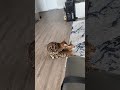 Bengal Cats Breeding 2nd Female