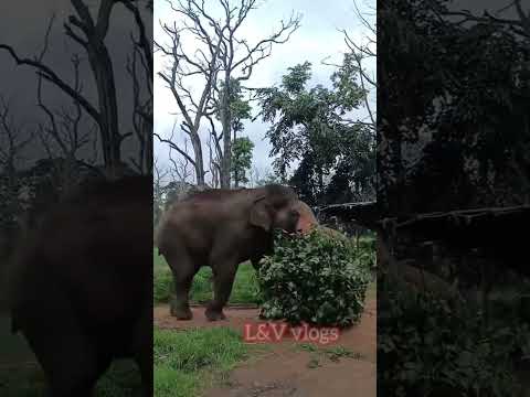 BHEEMA🐘 #bgm #music #karnatakabheema #abhimanyu #arjuna #ekalavya #kanjan #mahendra #dasara2024