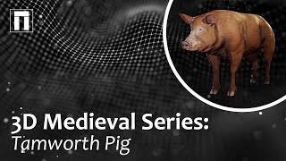 3D Medieval Series: Tamworth Pig