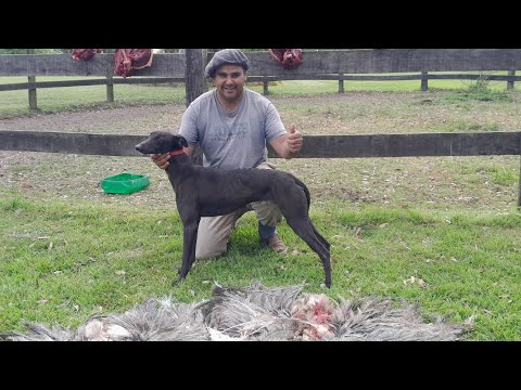 Galgos vs avestruz 2024 🐕 (messi de la calle )