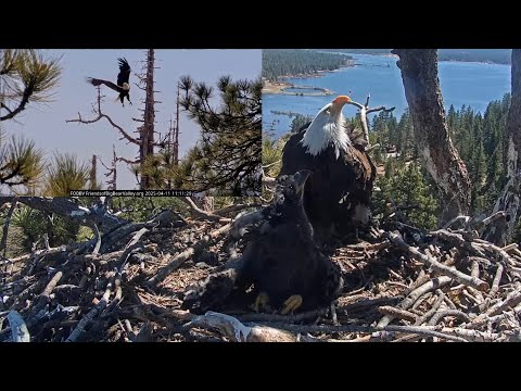 Shadow rushes to protect Sunny and Gizmo from the Ravens 🥊 Big Bear Eagles / 11:11 / 2025-04-11