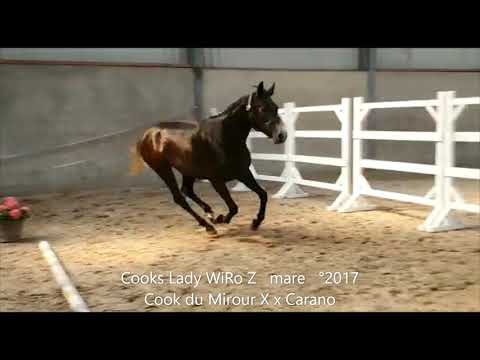 Cook's Lady Wiro Z, movements, Cook du Midour X x Carano, mare, °2017, BHT