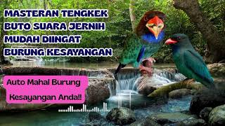Download lagu Masteran Tengkek Buto Gacor Suara Jernih & Terapi Air Agar Burung Tidak Stres !! mp3 Download lagu Masteran Tengkek Buto Gacor Suara Jernih & Terapi Air Agar Burung Tidak Stres !! mp3