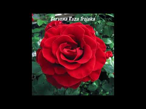 Cervena Ruza Trojaka (Great Instrumental Version)