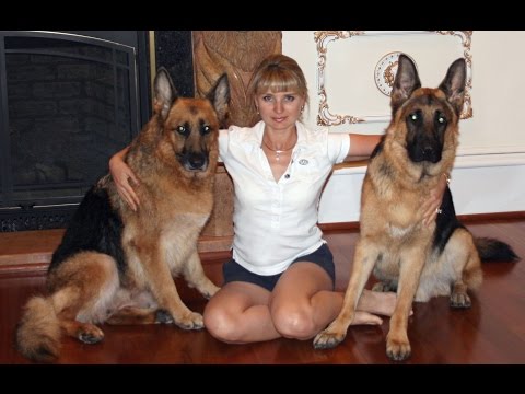 download lagu mp3 mp4 Doggy Dan Online Dog Trainer Review, download lagu Doggy Dan Online Dog Trainer Review gratis, unduh video klip Doggy Dan Online Dog Trainer Review