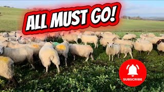 ALL 2025 LAMBS MUST GO- TONGUE TUP OUTCOME - 2 livestock market trips  