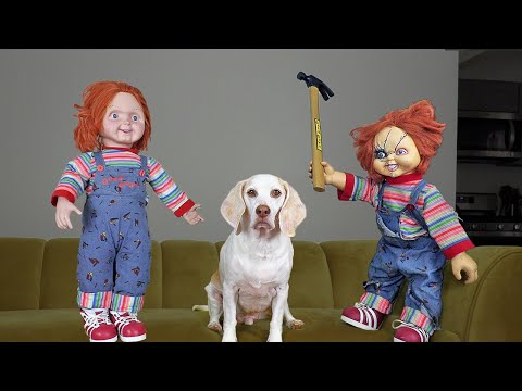 Good Chucky vs Bad Chucky w/Funny Dog Maymo