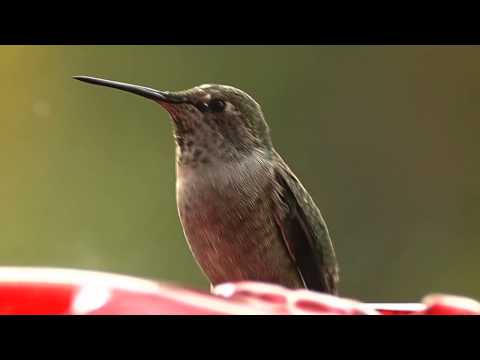 Anna's hummingbird female on feeder