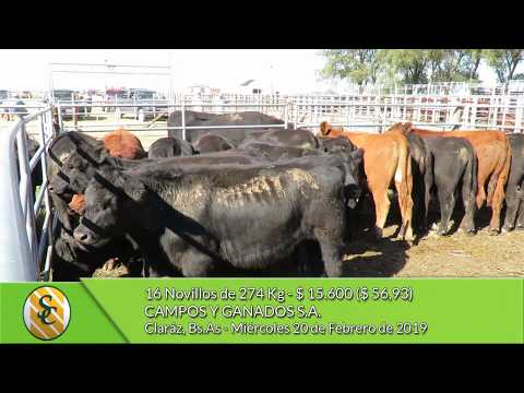 20-02-19 - Venta de Machos - Campos y Ganados S.A. - Claraz