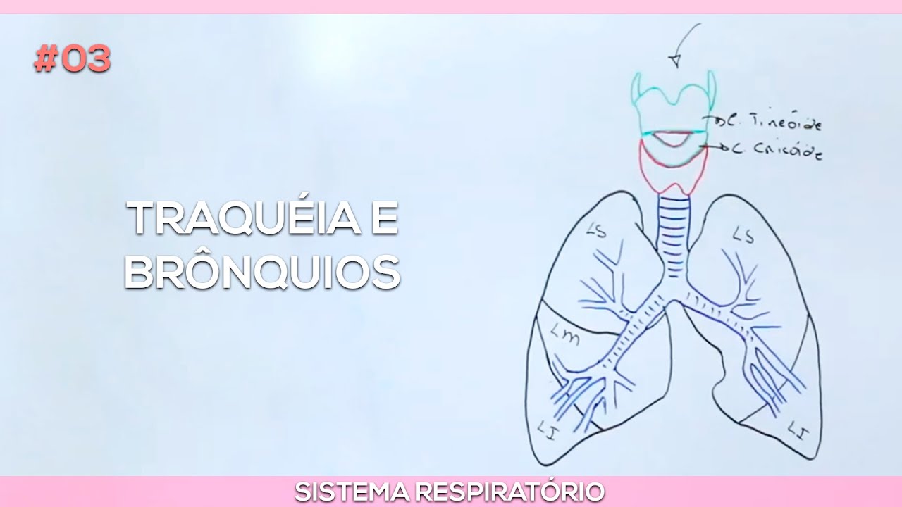 Sistema respiratório: Traquéia e brônquios