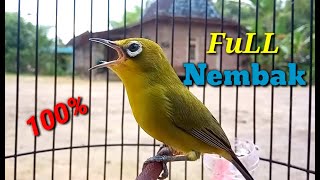 Download lagu Pleci Dakun Bali Full Shoots Stuffing Suitable for Masters mp3