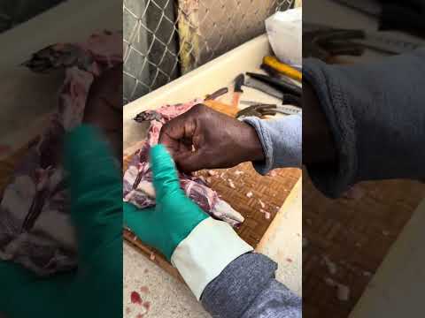 Coondaddy putting in work 🔥 raccoon 🦝 man