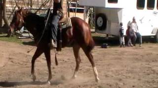 preview picture of video 'Tardy- 2 y.o. AQHA Stallion Started Under Saddle'