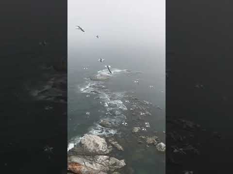 The captivating video is very beautiful #shorts - sanika bd