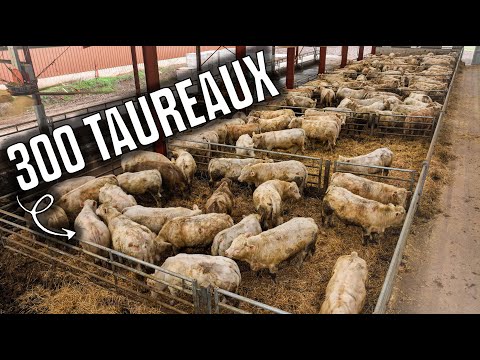 🐄 300 BULLS in this FATTENING FARM!🤠