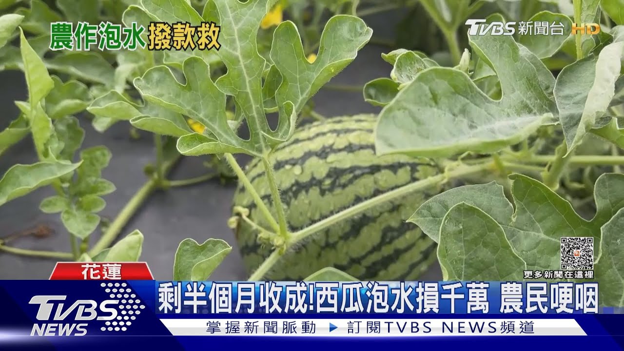 剩半個月收成!西瓜泡水損千萬 農民哽咽