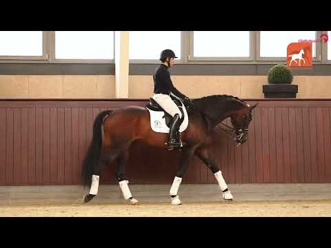 Embryo 2 (Blue Hors Zackerey x Jazz x Flemmingh)