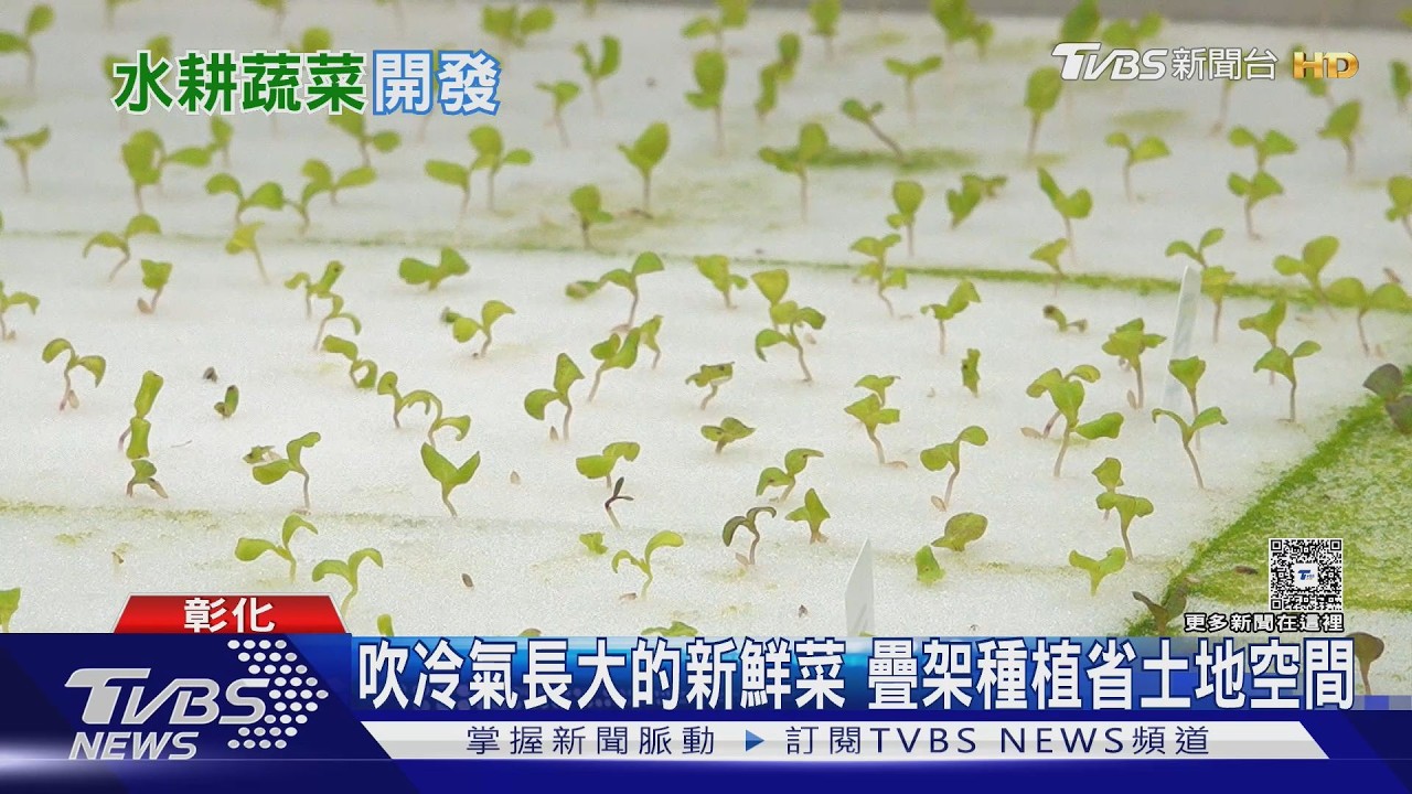 影音/彰化水耕蔬菜「開袋即食」!無農藥無蟲害 一廠區砸600萬