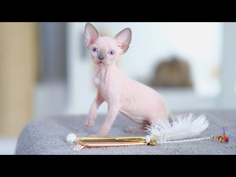 Diamond Queen Aziz | Sphynx Female Birth Date : 24/08/2023 (2 Month)