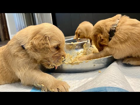 Making Puppy Gruel for our Litter of 12 Puppies!!