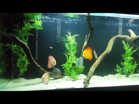 Added fake plants to the discus tank