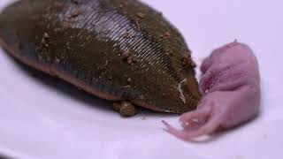 What Happen the Giant Leeches Sees The Mice , Giant Leeches Vs Mouse