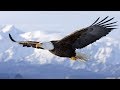 Spirit Animal Eagle Native American Music Niall