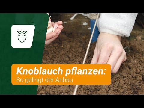 , title : 'Knoblauch pflanzen: So gelingt der Anbau'