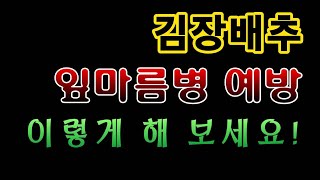 [텃밭농부.799]  김장배추 잎마름병 예방법 #김장배추재배 #엽면시비