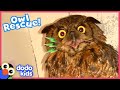Can Rescuers Save This Owl From Being Tangled Up In Fishing Line Dodo Kids Rescued