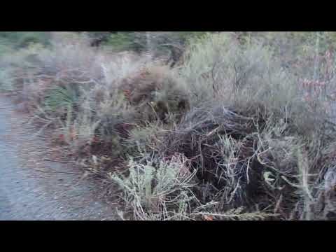 Old Footage: 1/20/18: Cleveland National Forest- Maple Springs Road to Santiago and Modjeska Peaks