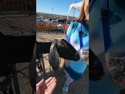 Hello! Nubian goat!!