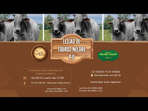 Leilão de Gado em MORRINHOS-GO, 26/10 /2025  TransInácio Leilão - 18/00 Hs - Presencial e virtual.