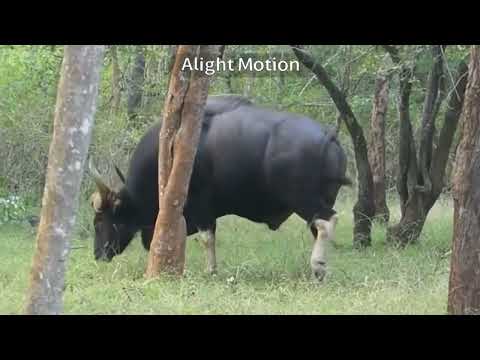 Seladang - Haiwan Terancam