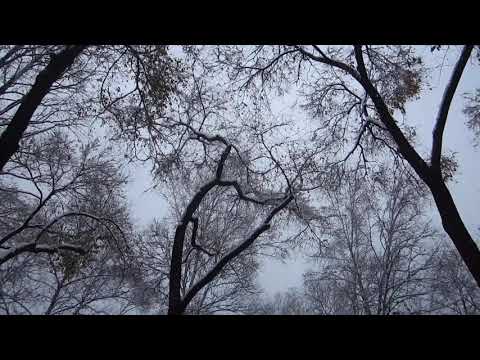 Снег в Благовещенске, 25.10.2019