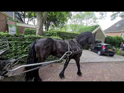 Stal Okkema's Durk - Eise x Beart - gelding - 2017