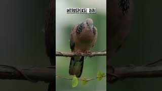 Download lagu Introspeksi Diri #shorts #shortsvideo mp3
