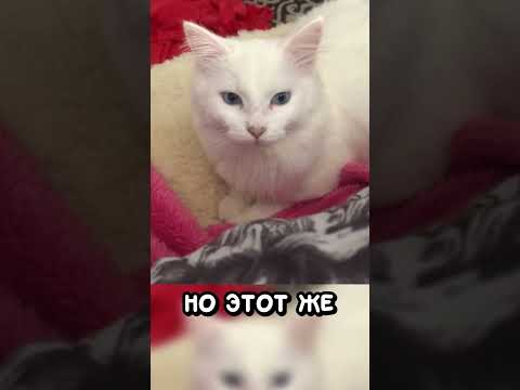 80% белых котов глухие