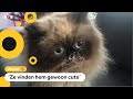 Haarlemse kat Yohji heeft over de hele wereld volgers