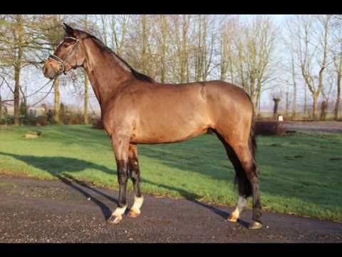 "Libelle" v. Libertad - Davignon